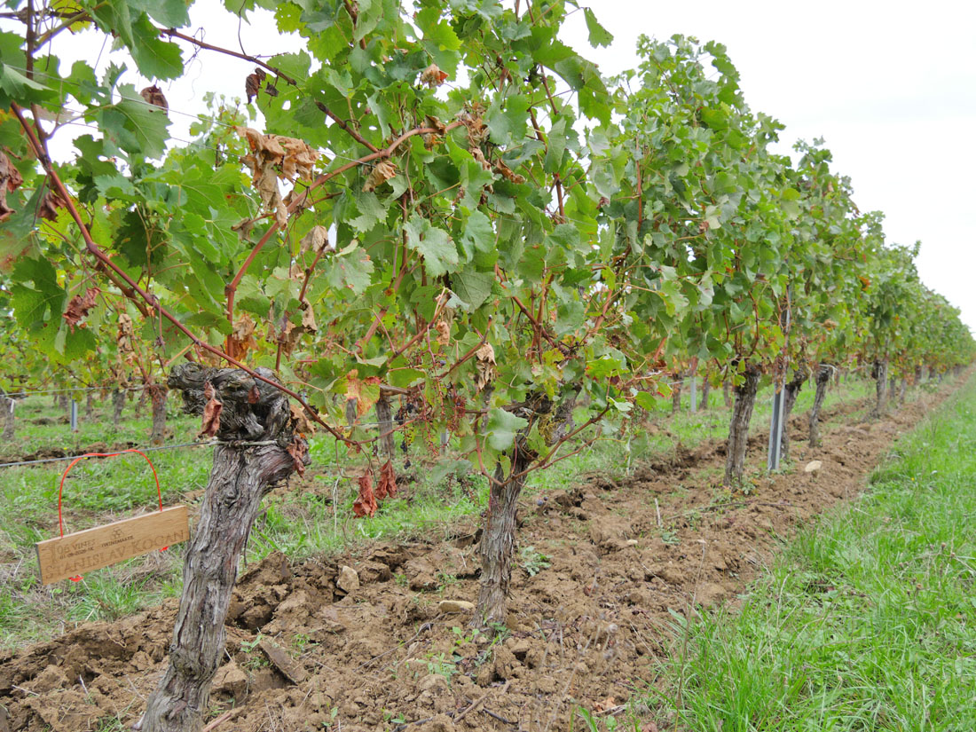 Виноградник на урожай